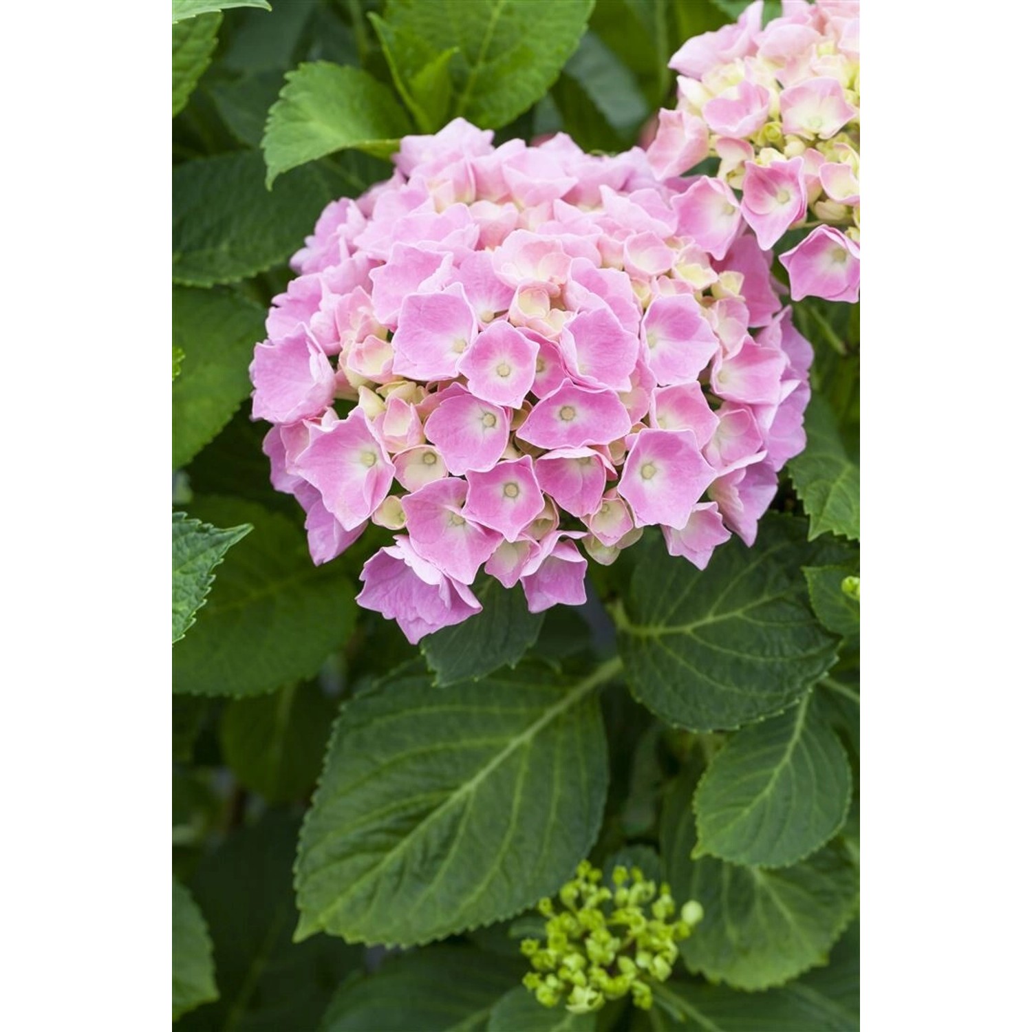 Hydrangea Mac. Bauernhortensie 30-40 cm günstig online kaufen