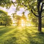 Komar Fototapete Vlies Golden Moment: Landschaft mit Bäumen und goldenem Sonnenlicht.