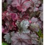Nahaufnahme des Silberglöckchens 'Frosted Violet' mit violett-silbrigen Blättern. Stauden für den Garten.