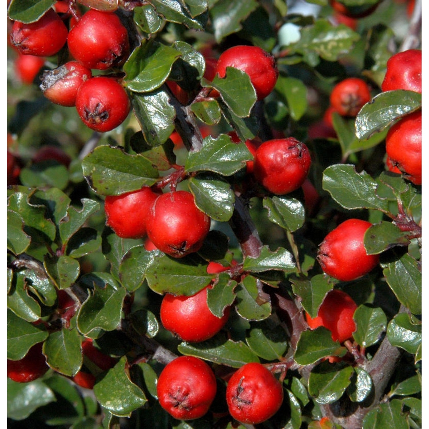 Hochstamm Thymianblättrige Zwergmispel 40-60cm - Cotoneaster thymifolius günstig online kaufen