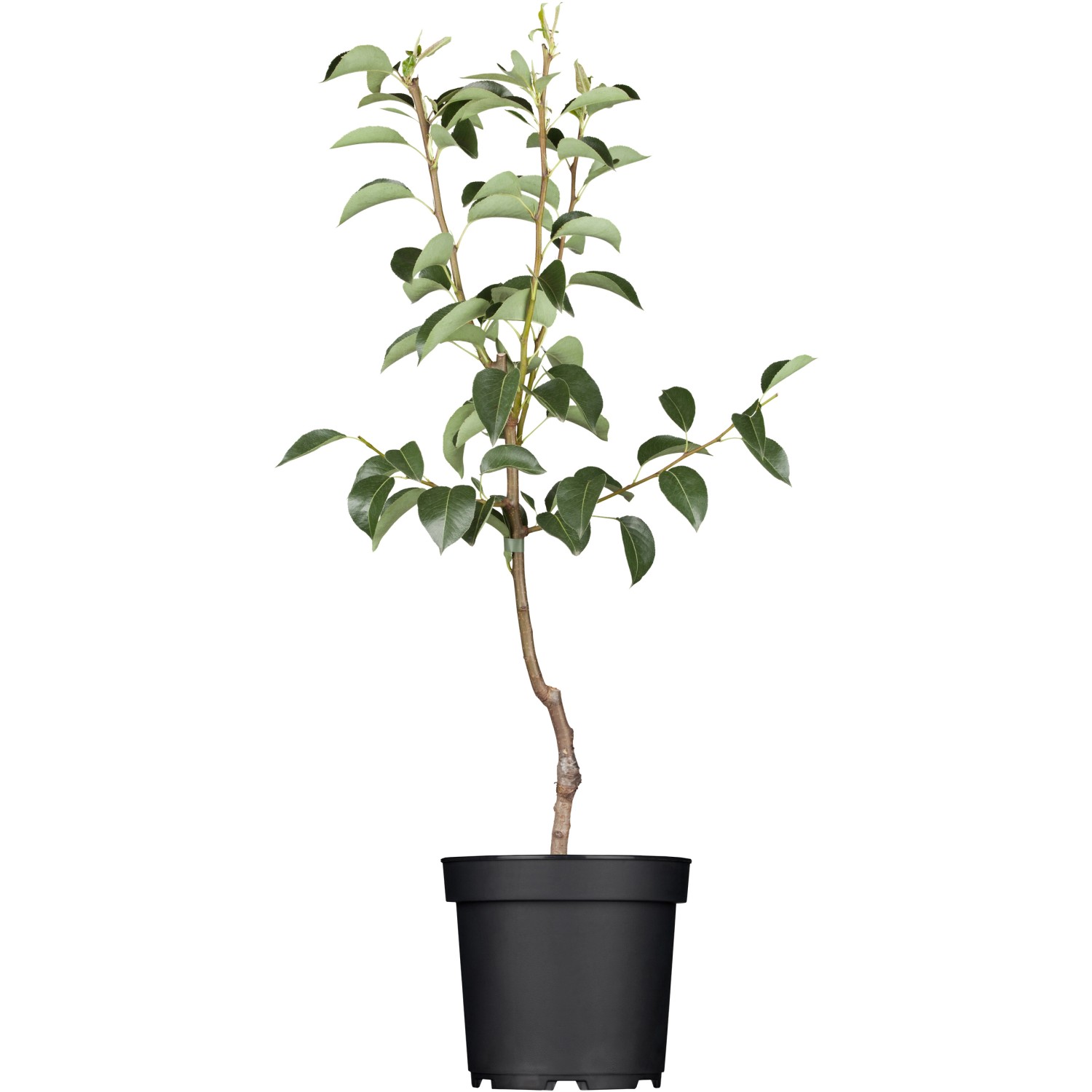 GROW by OBI Bio Birne Rote Williams Christ Rot ca. 120-140 cm Topf ca. 7 l günstig online kaufen