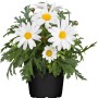 Strauchmargerite im Topf, weiße Blüten mit gelber Mitte, grüne Blätter. Stehpflanze für Kübel und Balkon.