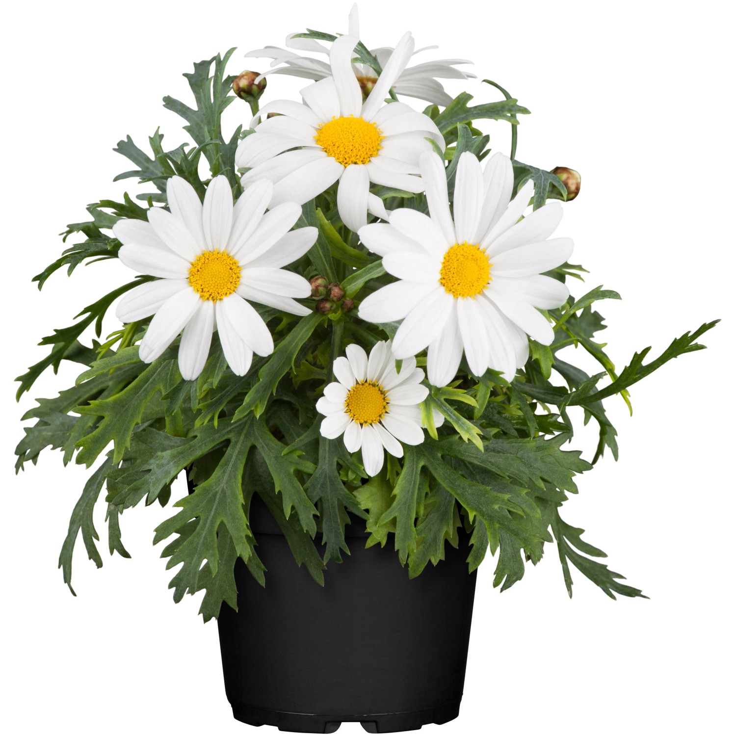 Strauchmargerite im Topf, weiße Blüten mit gelber Mitte, grüne Blätter. Stehpflanze für Kübel und Balkon.