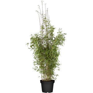 Gartenbambus Jiuzhaigou im Topf, Höhe 125-150 cm, grüne Blätter, rötliche Halme.