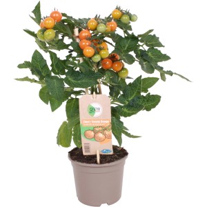 GROW by OBI Cherrytomate Orange Pick & Joy im Topf, mit orangen und grünen Tomaten.