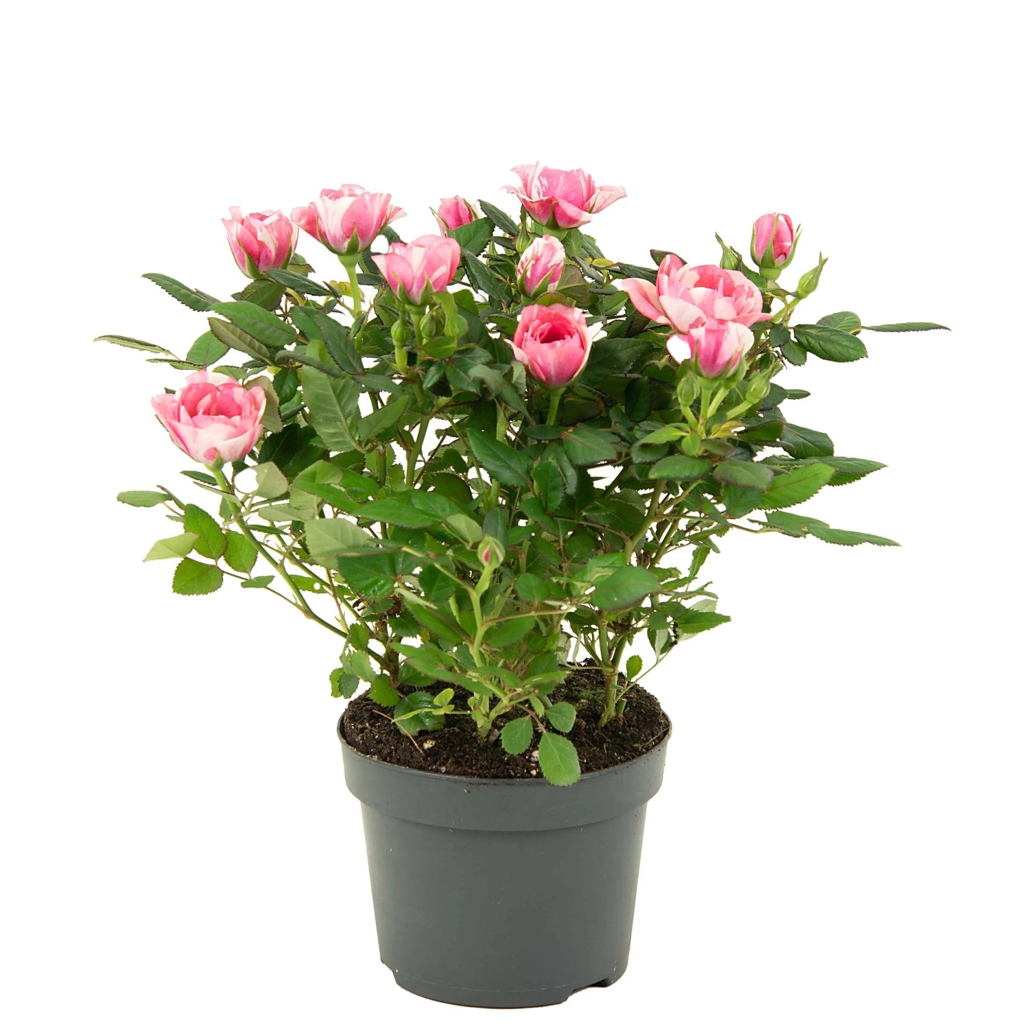Zimmer-Rose Sortiert Höhe ca. 25 - 30 cm Topf-Ø ca. 10,5 cm Rosa Hybride_3