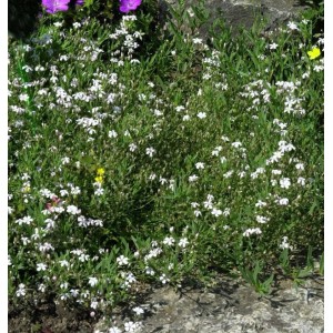Teppich Schleierkraut (Gypsophila repens) mit kleinen, weißen Blüten als Bodendecker im Garten.