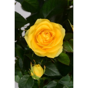 Gelbe Zimmerrose von GROW by OBI, ca. 35 cm hoch, im Topf. Blühende Zimmerpflanze für ein romantisches Ambiente.