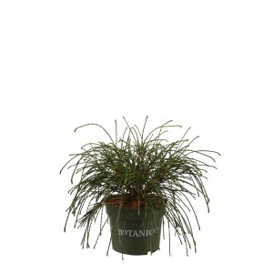 Faden-Lebensbaum 'Whipcord' im Topf, ca. 25-30 cm hoch. Dekorative Gartenpflanze mit fadenförmigen Zweigen.