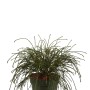 Faden-Lebensbaum 'Whipcord' im Topf, ca. 25-30 cm hoch. Dekorative Gartenpflanze mit fadenförmigen Zweigen.