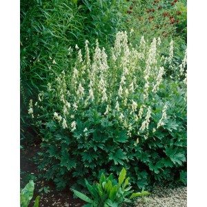 Aconitum 'Ivorine' Wolfs-Eisenhut im 11x11 cm Topf mit elfenbeinfarbenen Blüten im Garten.