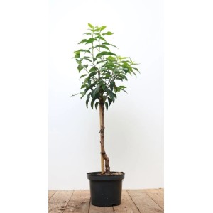 Portugiesischer Kirschlorbeer 'Angustifolia' als Heckenpflanze mit 40 cm Stammhöhe im Topf.