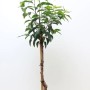 Portugiesischer Kirschlorbeer 'Angustifolia' als Heckenpflanze mit 40 cm Stammhöhe im Topf.
