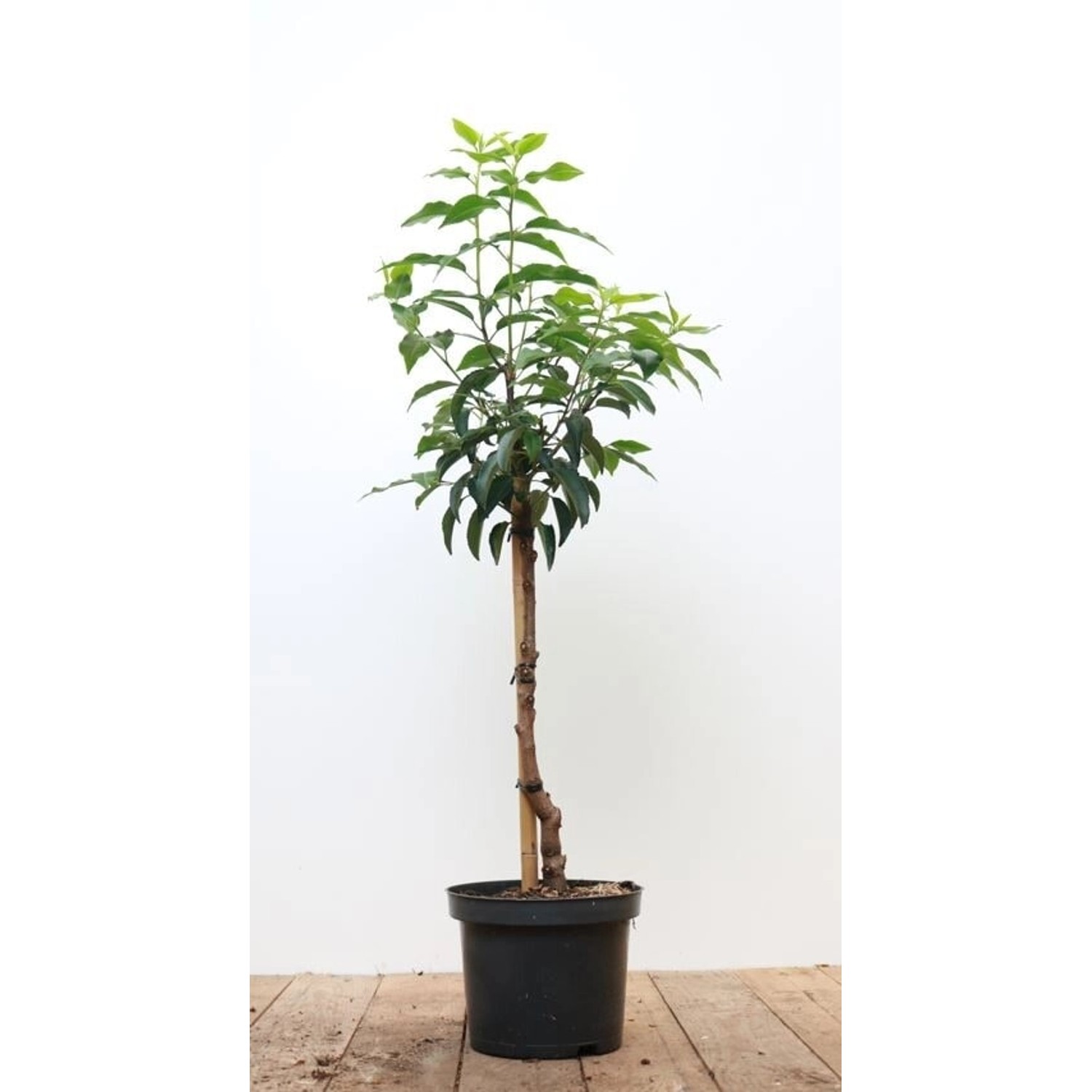 Prunus lusitanica 'Angustifolia' 40 cm Stammhöhe günstig online kaufen