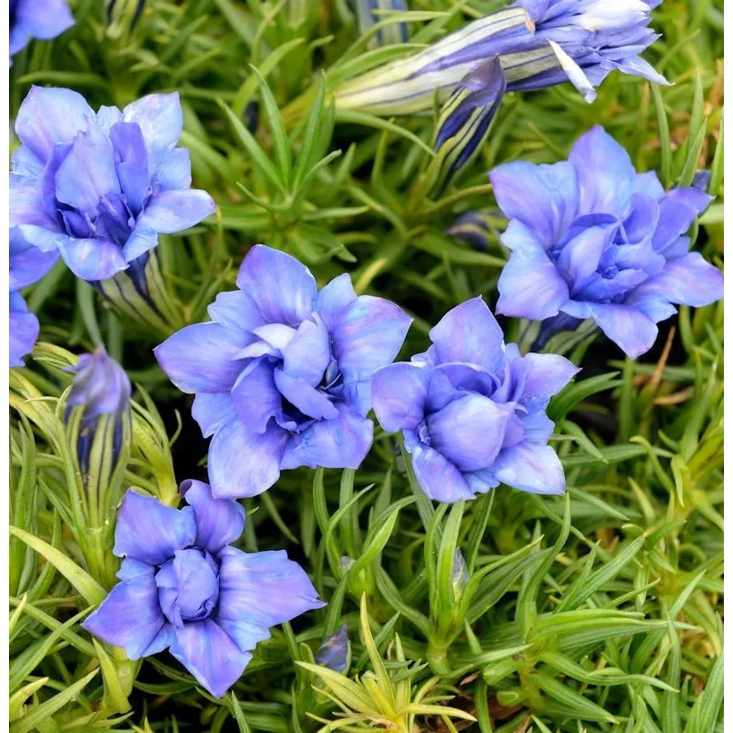 Herbstenzian Eugens Allerbester - Gentiana sino-ornata