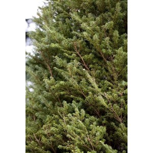 Detailaufnahme der japanischen Hemlocktanne Tsuga Minikin, 50-60 cm hoch, mit dichten, grünen Nadeln.