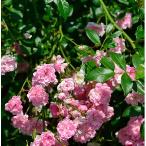 Detailaufnahme der Hochstamm Rose The Fairy mit zarten, rosa Blüten und grünen Blättern.