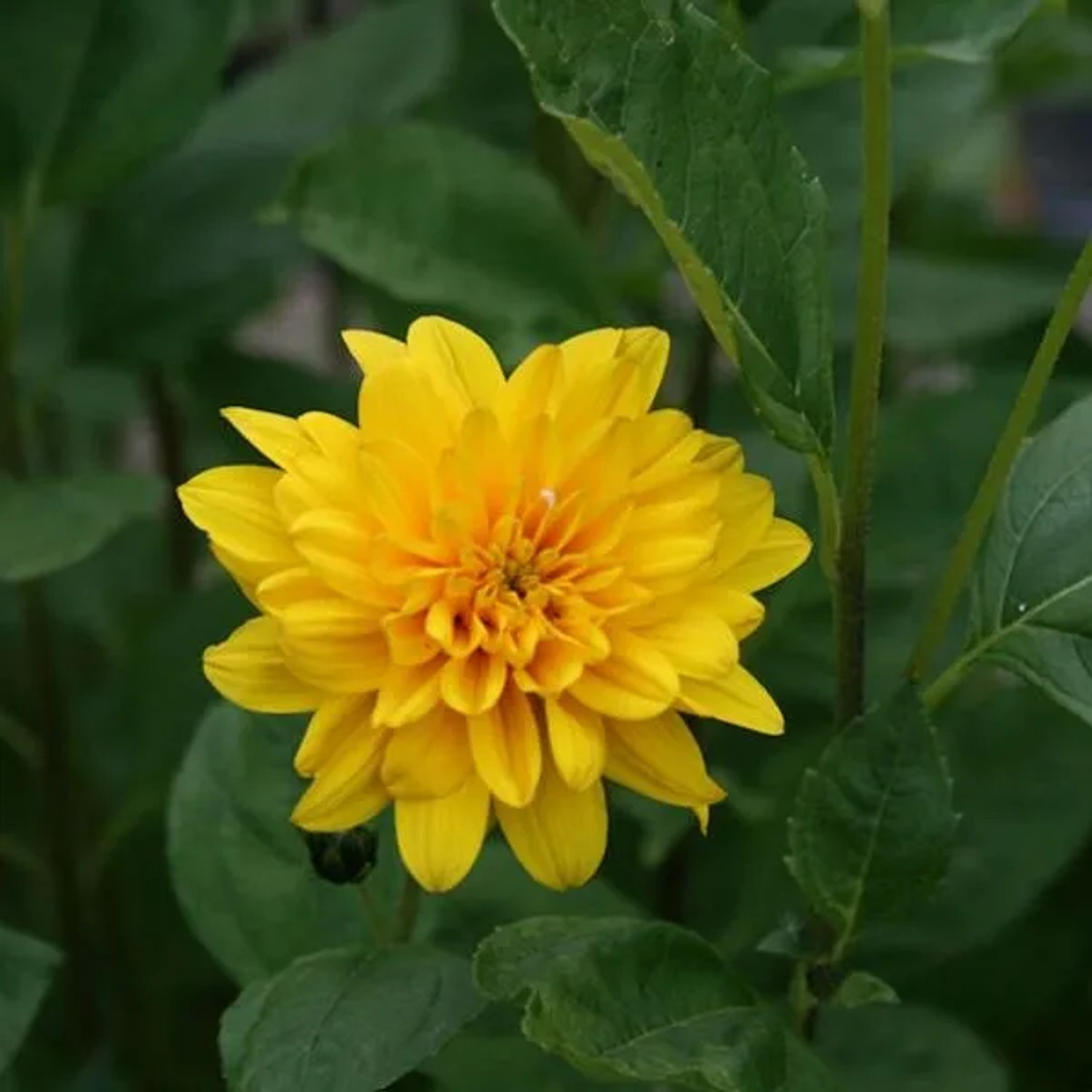 6 x Stauden-Sonnenblume 'Soleil d'Or' Helianthus Topf 9cm Gelbe Blüten