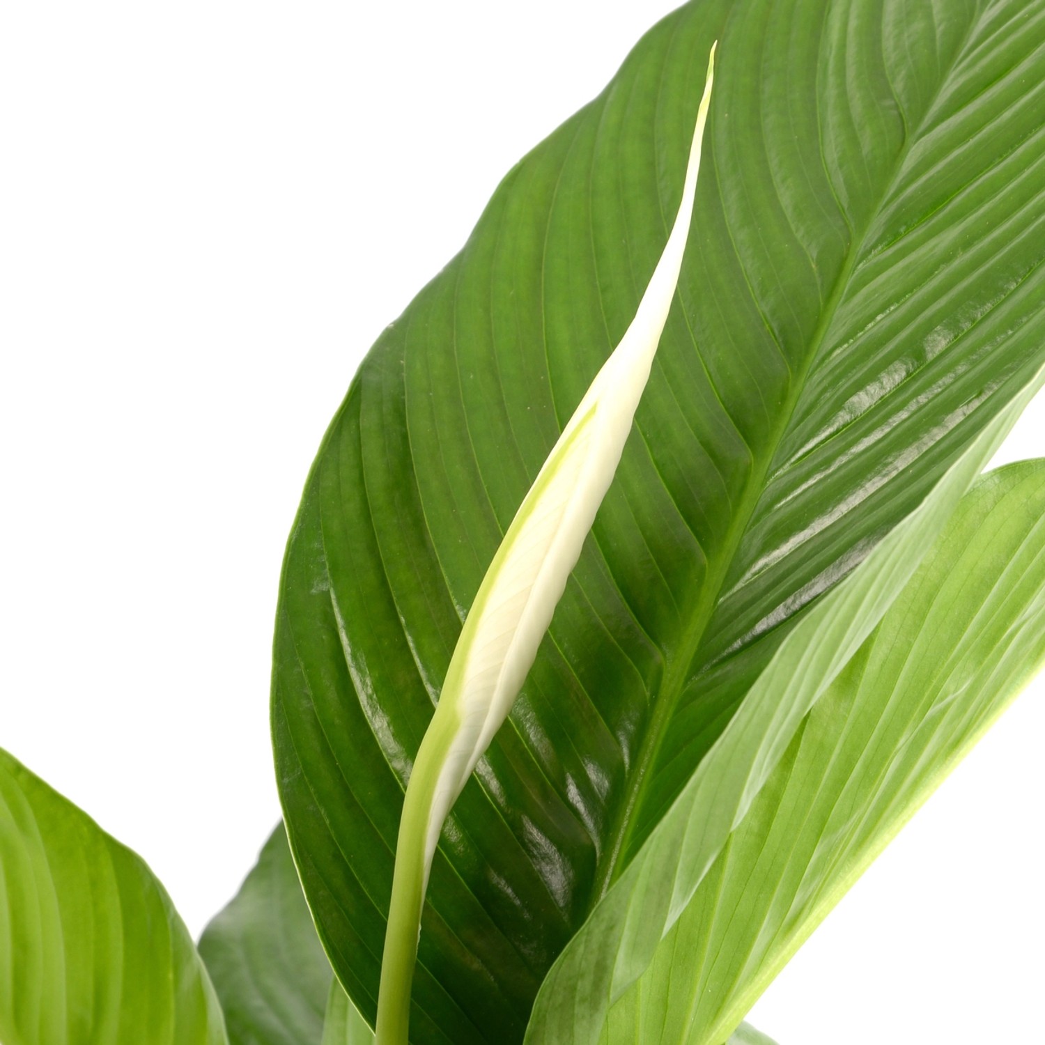 Nahaufnahme eines Einblatt Sweet Lauretta (Spathiphyllum) mit weißer Blüte und grünen Blättern.