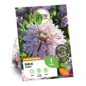 GROW by OBI Dahlie Avignon, dekorative Blumenzwiebel mit weiß-burgunderroten Blüten.