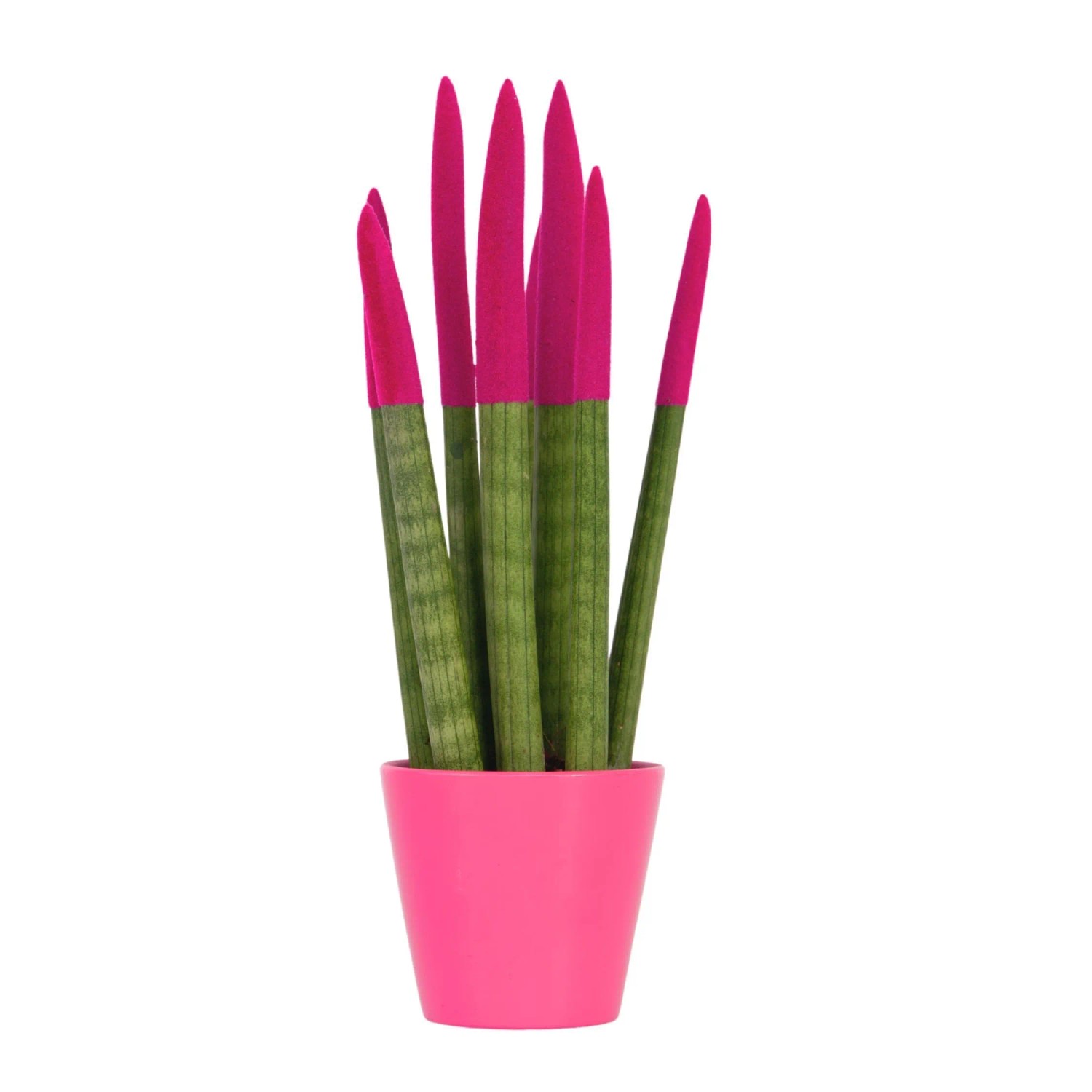 Plant In A Box Zylindrischer Bogenhanf Inkl. Dekorativer Korb Sansevieria Cylindrica Höhe 35cm Ø9 Rosa