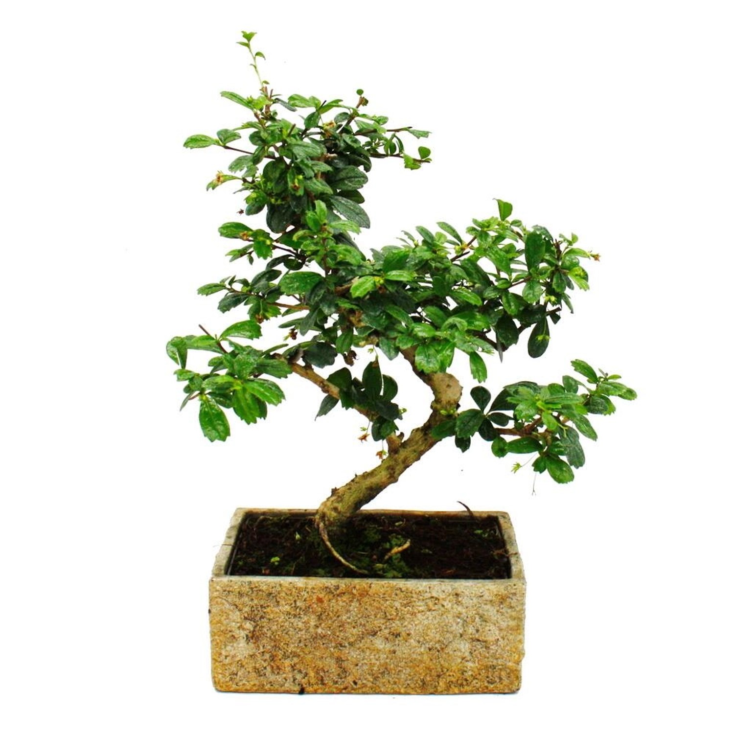 Exotenherz Bonsai für Zimmer in Moderner Trendkeramik Zimmerbonsai Carmona 8 Jahre Alt Steinoptik