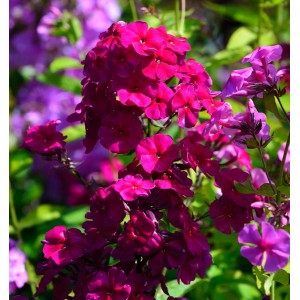 Nahaufnahme der leuchtend pinken Blüte der Hohen Flammenblume 'Grenadine Dream'.