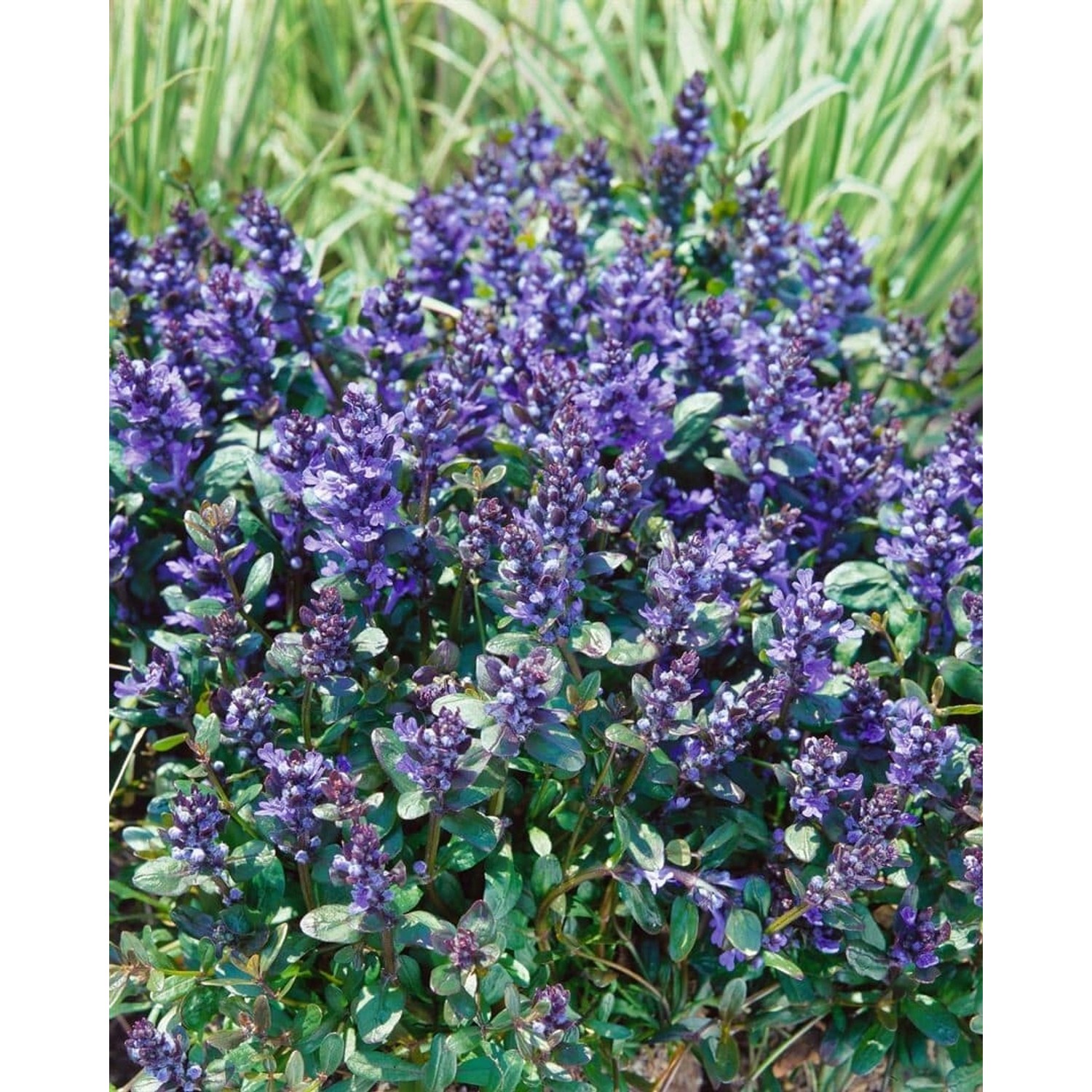 Ajuga Reptans Chocolate Chip Günsel Kompakt Ca. 9x9 cm Topf günstig online kaufen