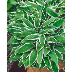 Funkie 'Ginko Craig' (Hosta Sieboldii) im Topf, grüne Blätter mit weißem Rand. Schattenstaude für den Garten.