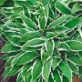 Funkie 'Ginko Craig' (Hosta Sieboldii) im Topf, grüne Blätter mit weißem Rand. Schattenstaude für den Garten.
