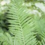 Detailaufnahme eines grünen Frauenfarns (Athyrium filix-femina) im 9x9 cm Topf.