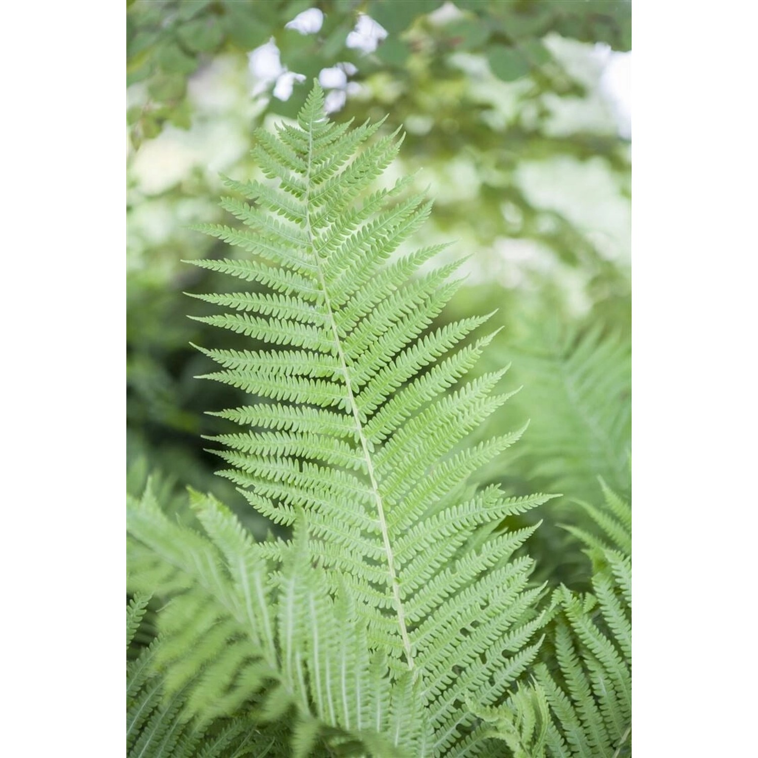 Athyrium Filix-femina Frauenfarn Ca. 9x9 cm Topf günstig online kaufen