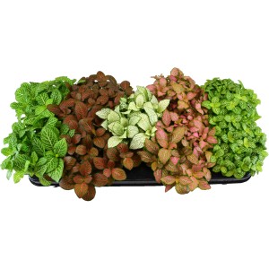 Verschiedenfarbige Fittonien 'Forest Flame' im Topf, eine attraktive Grünpflanze von GROW by OBI.