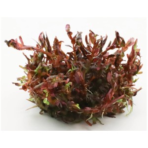 Dennerle Aquariumpflanze Blood Red, Rotala rotundifolia In-Vitro. Rote Wasserpflanze für das Aquarium.