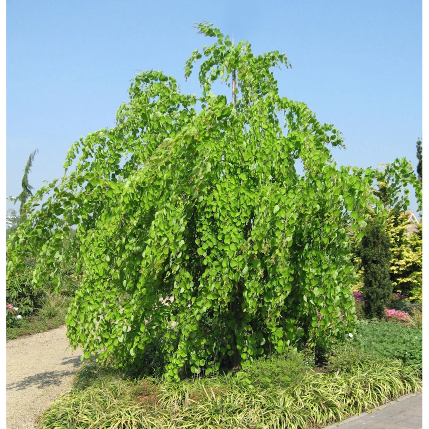 Hänge Judasblattbaum 125-150cm - Cercidiphyllum japonicum günstig online kaufen