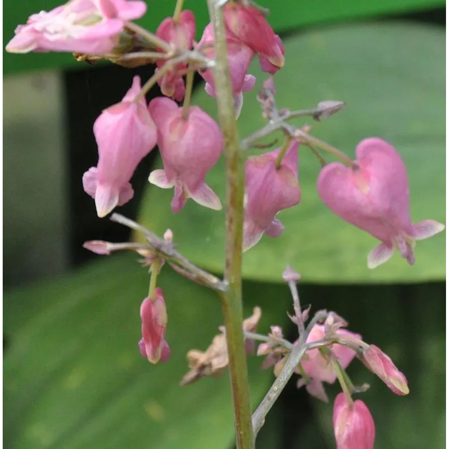 Zwergherzblume Amore Rose - großer Topf - Dicentra formosa