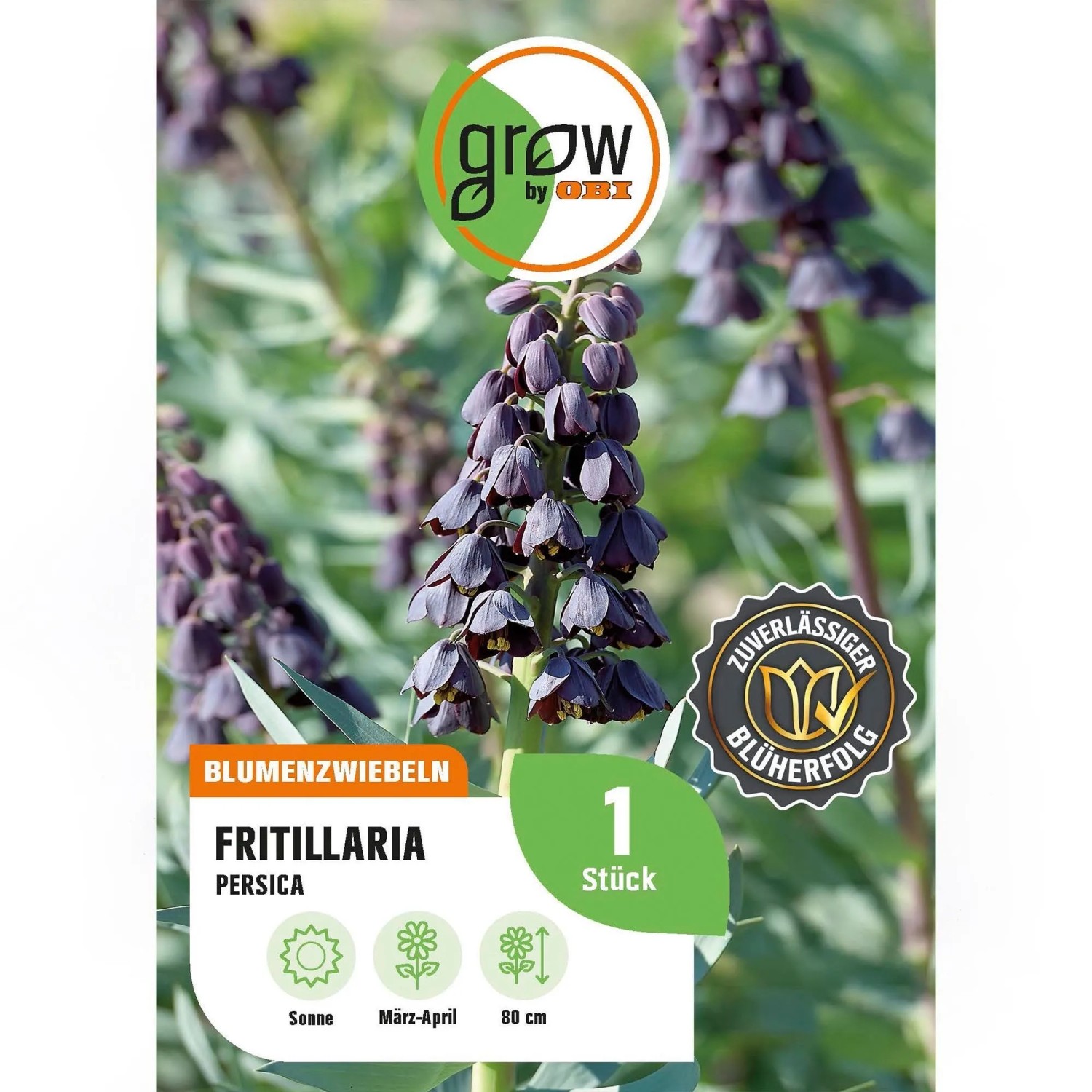 GROW by OBI Kaiserkrone persica Purple 1 Stück Fritillaria persica