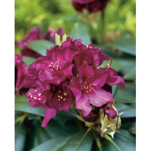 Nahaufnahme der schwarzvioletten Blüten des Rhododendron Polarnacht.