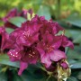Nahaufnahme der schwarzvioletten Blüten des Rhododendron Polarnacht.