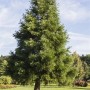 Bergmammutbaum (Sequoiadendron Giganteum), 50–60 cm, im Garten.