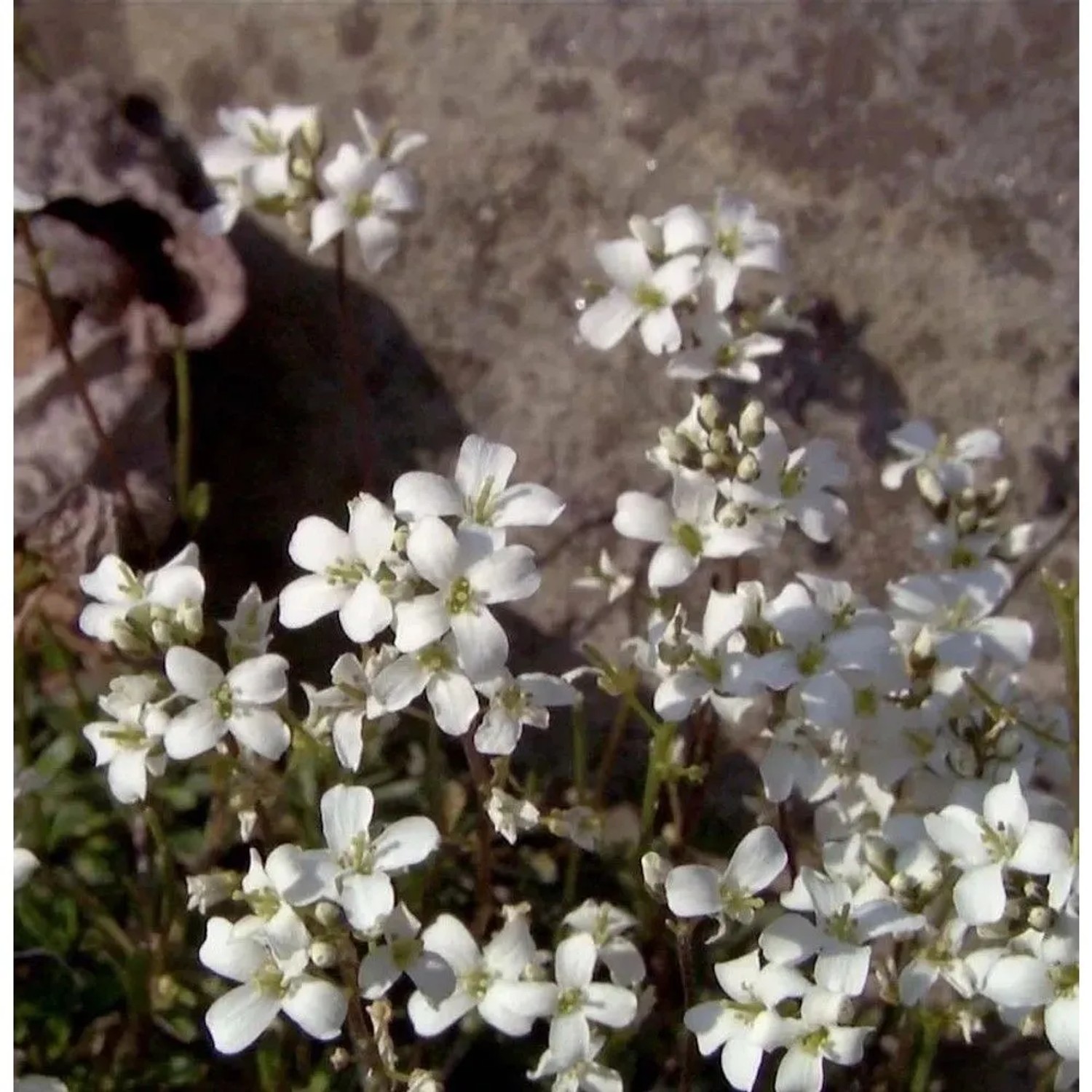 Schaumkresse Suedermann - Arabis procurrens