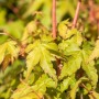 Nahaufnahme: Japanischer Ahorn 'Bi-Hoo' mit gelben Blättern und rötlicher Rinde.