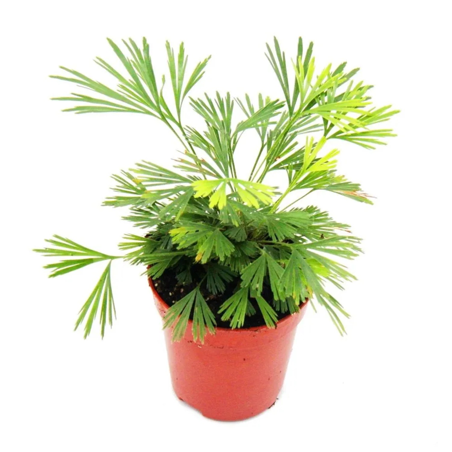 Exotenherz Minipflanze Actiniopteris Australis (Palmwedelfarn) im 5,5cm Topf.
