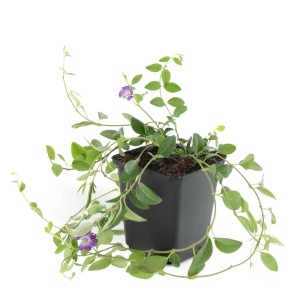 Bodendecker Kleines Immergrün Vinca minor 'Atropurpurea' im 9cm Topf (6er Set) mit lila Blüten.