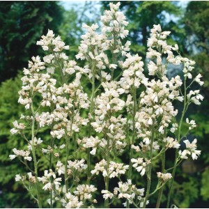 Detailaufnahme der weißen Blüten des Purpurglöckchens 'Schneewittchen', einer beliebten Staude.