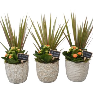 Zimmerpflanzen-Arrangement mit Kalanchoe und Drachenbaum in Keramik-Töpfen.