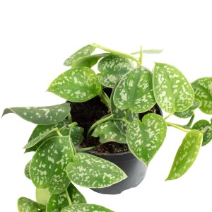 Gefleckte Efeutute 'Argyraeus' im Topf, eine dekorative Grünpflanze mit silbrigen Blattflecken.