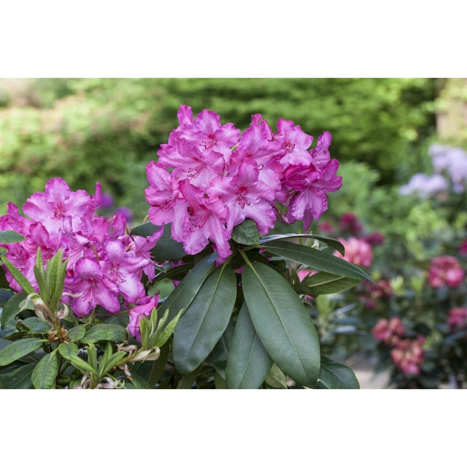 Rhododendron Hybr. Walküre Rhododendron Rosa Blüten 30–40 cm günstig online kaufen