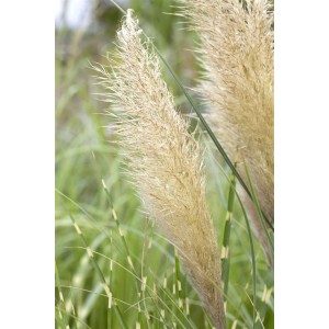 Nahaufnahme von Cortaderia Selloana Pumila Pampasgras mit cremeweißen Blütenständen.