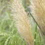 Nahaufnahme von Cortaderia Selloana Pumila Pampasgras mit cremeweißen Blütenständen.